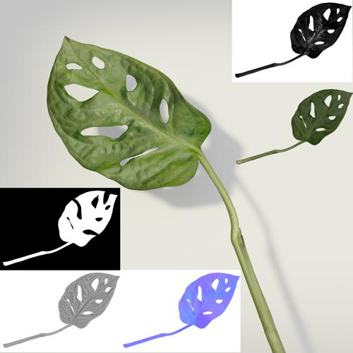 Monstera Leaf Scan preview image